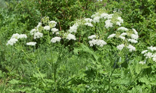 Roomse kervel (Myrrhis odorata)