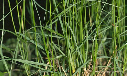 Schaduwgras (Poa nemoralis)