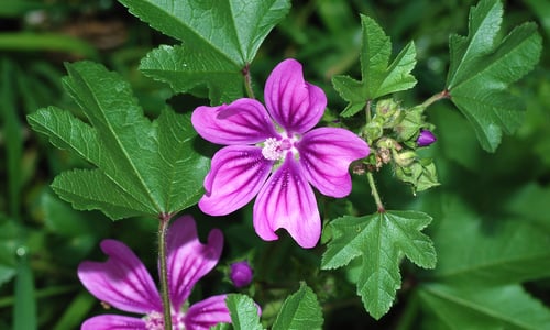 Groot kaasjeskruid (Malva sylvestris)