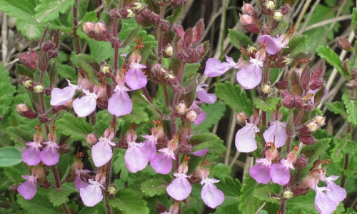Echte gamander (Teucrium chamaedrys)