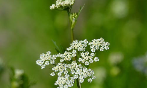 Karwij BIO (Carum carvi)