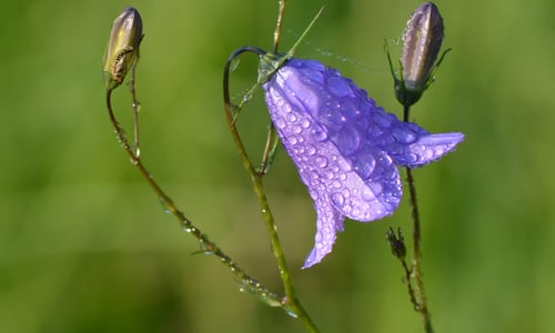Grasklokje (Campanula rotundifolia)