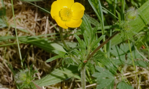 Knolboterbloem (Ranunculus bulbosus)
