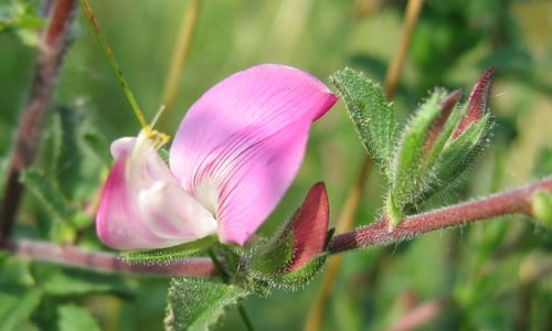 Kattendoorn (Ononis spinosa ssp. spinosa)