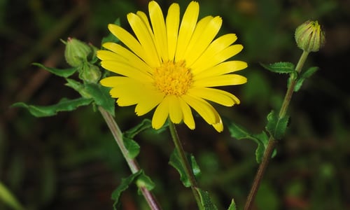 Akkergoudsbloem (Calendula arvensis)