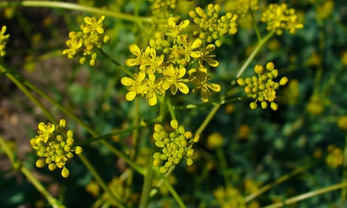 Wede BIO (Isatis tinctoria)