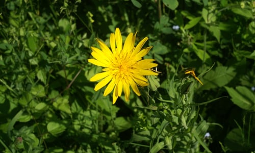 Gele morgenster (Tragopogon pratensis ssp. pratensis)