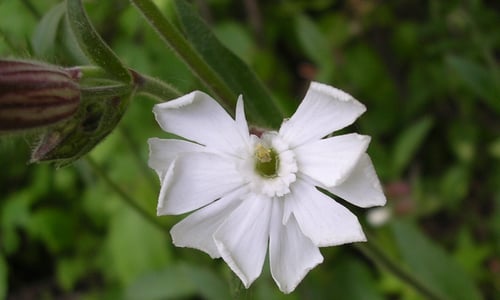 Avondkoekoeksbloem (Silene latifolia ssp. alba)