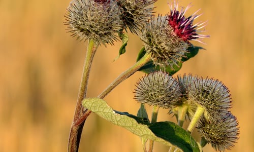 Donzige klit (Arctium tomentosum)