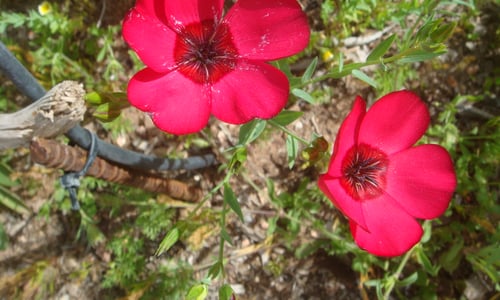 Rood vlas (Linum grandiflorum)