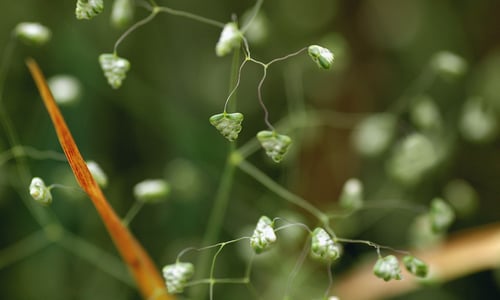 Klein trilgras (Briza minor)