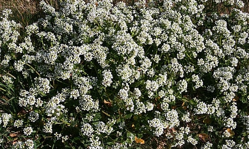 Echt lepelblad (Cochlearia officinalis)