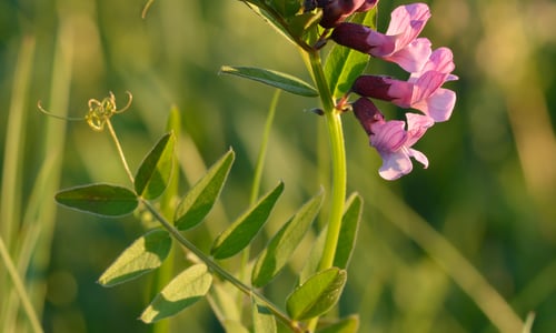 Heggenwikke (Vicia sepium)