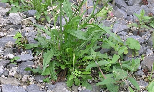 Klein streepzaad (Crepis capillaris)