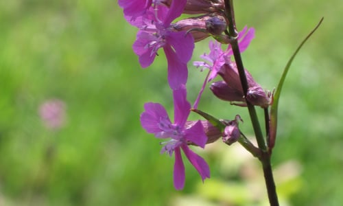 Rode pekanjer (Silene viscaria)