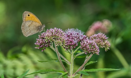 Koninginnenkruid (Eupatorium cannabinum)