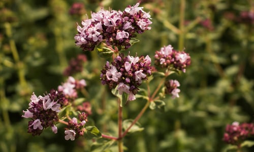Wilde marjolein BIO (Origanum vulgare)