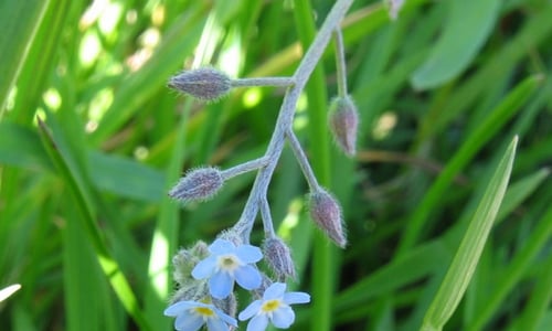 Akkervergeet-mij-nietje (Myosotis arvensis)