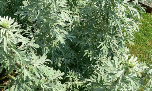 Absintalsem (Artemisia absinthium)