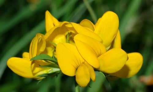 Moerasrolklaver (Lotus pedunculatus)