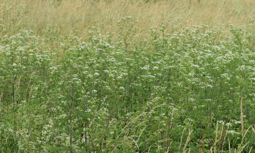 Knolribzaad (Chaerophyllum bulbosum)