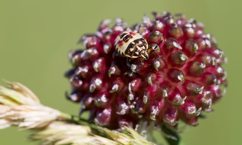 Kraailook (Allium vineale)