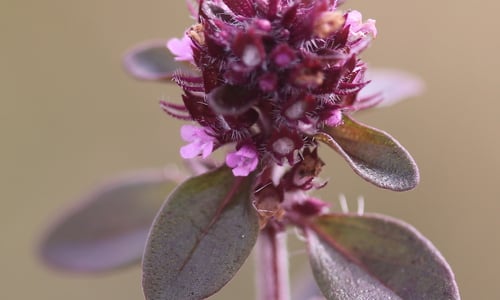Grote tijm (Thymus pulegioides)