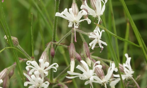Nachtsilene (Silene nutans)
