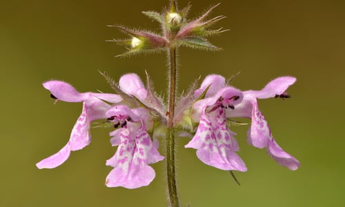 Moerasandoorn (Stachys palustris)