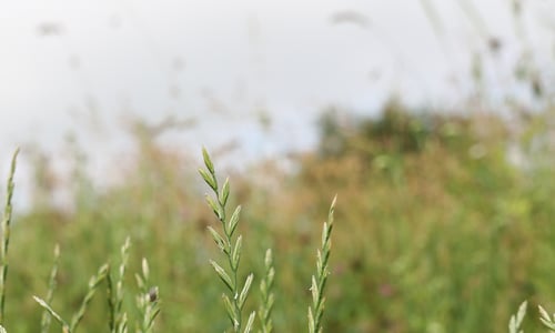 Engels raaigras (Lolium perenne)