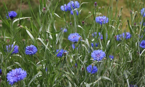 Korenbloem BIO (Centaurea cyanus)