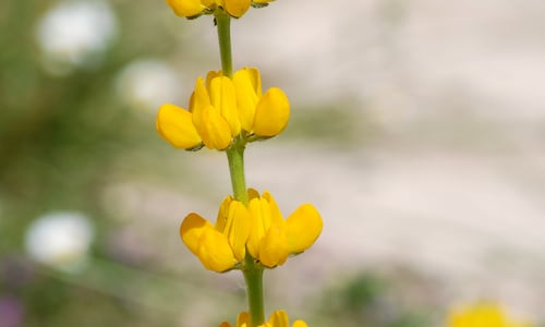 Gele lupine (Lupinus luteus)