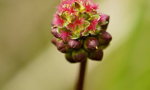 Kleine pimpernel BIO (Poterium sanguisorba ssp. sanguisorba)