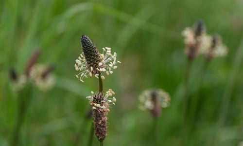 Smalle weegbree BIO (Plantago lanceolata)