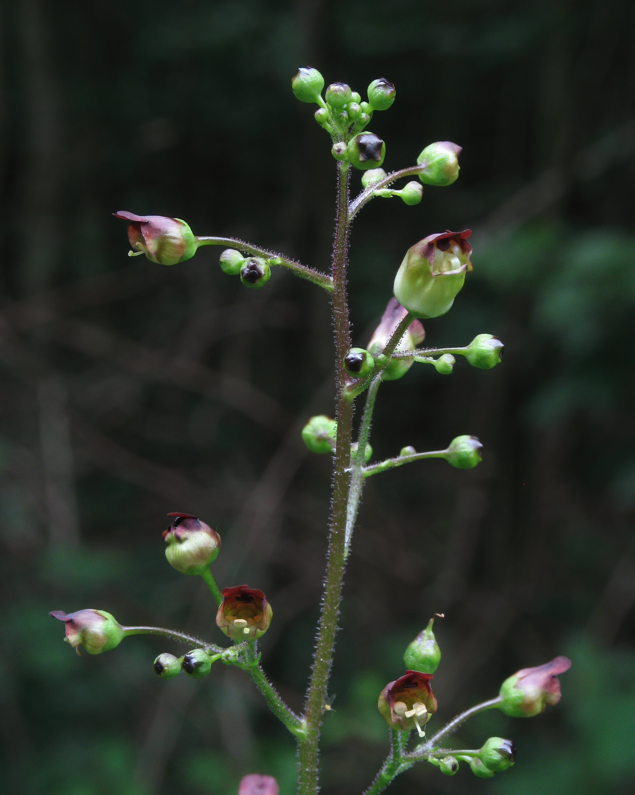 Knopig helmkruid (Scrophularia nodosa)