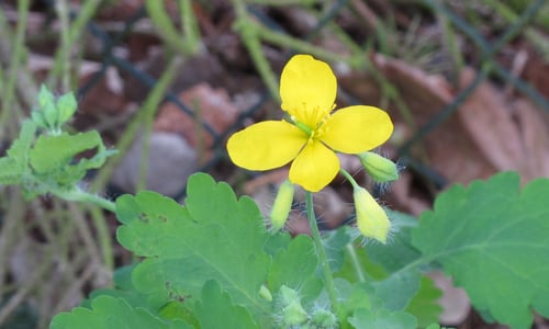 Stinkende gouwe (Chelidonium majus)