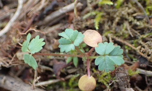 Kleine pimpernel (Poterium sanguisorba ssp. sanguisorba)