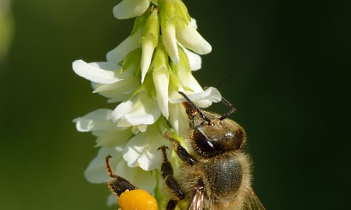Witte honingklaver (Melilotus albus)