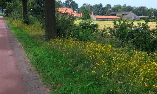Schermhavikskruid (Hieracium sect. Hieracioides)