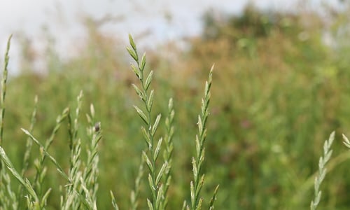 Engels raaigras BIO (Lolium perenne)