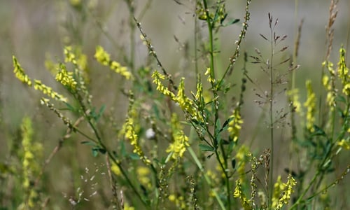 Citroengele honingklaver (Melilotus officinalis)