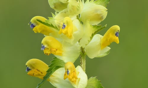 Grote ratelaar (Rhinanthus angustifolius)