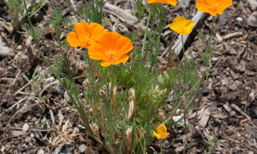 Slaapmutsje (Eschscholtzia californica)