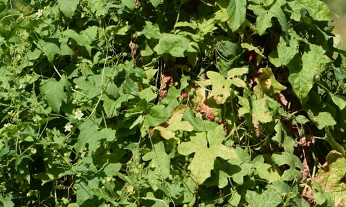 Heggenrank (Bryonia dioica)