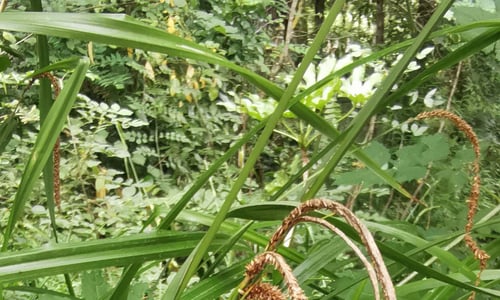 Hangende zegge (Carex pendula)