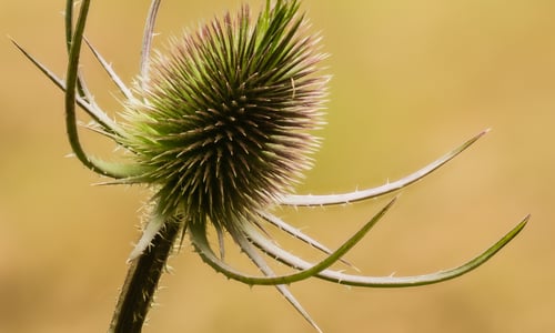 Grote kaardenbol (Dipsacus fullonum)