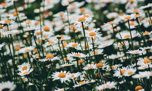 Gewone margriet BIO (Leucanthemum vulgare)