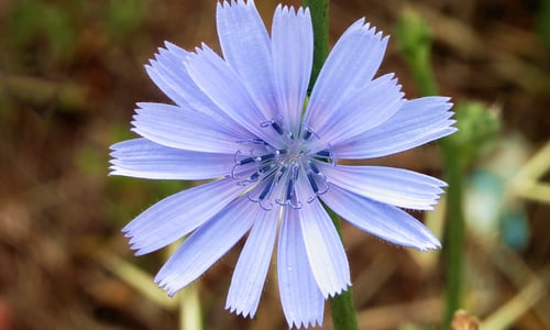 Wilde cichorei (Cichorium intybus)
