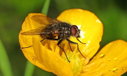 Scherpe boterbloem (Ranunculus acris)