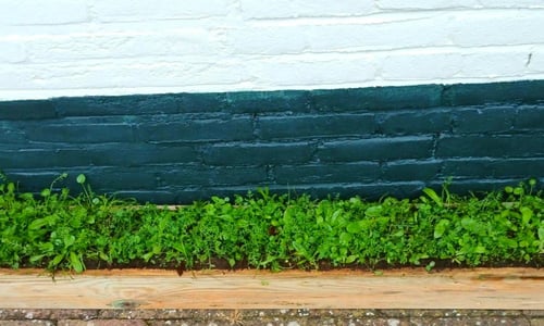 Nieuw: snel resultaat met bloemzoden